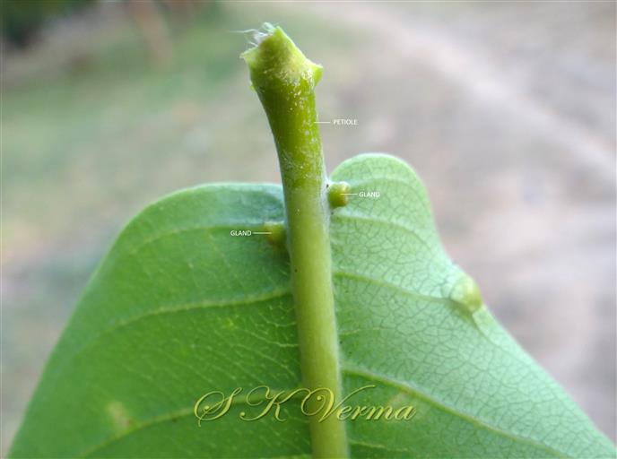  Leaf